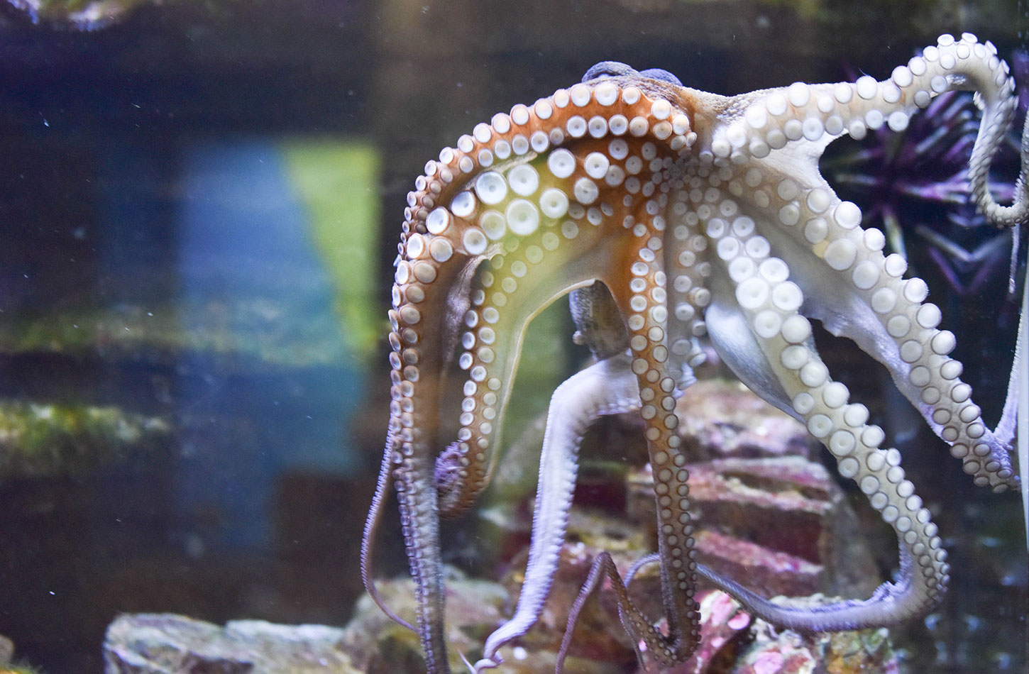 National Marine Science Centre - Southern Cross University